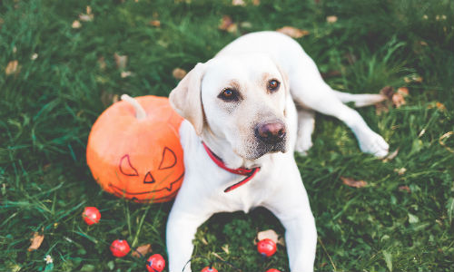 Dog laying next to pumpkin