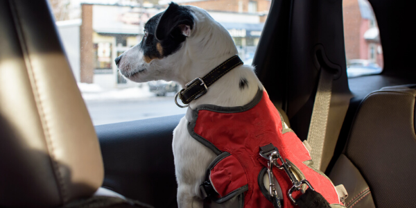 Dog wearing harness in car