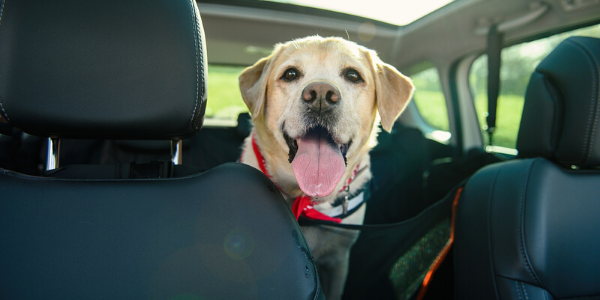 Dog looking happy in car